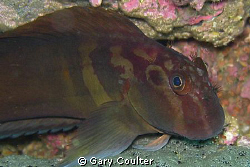 Red Streaked Blenny (about 2" long)
Notice the cute frin... by Gary Coulter 